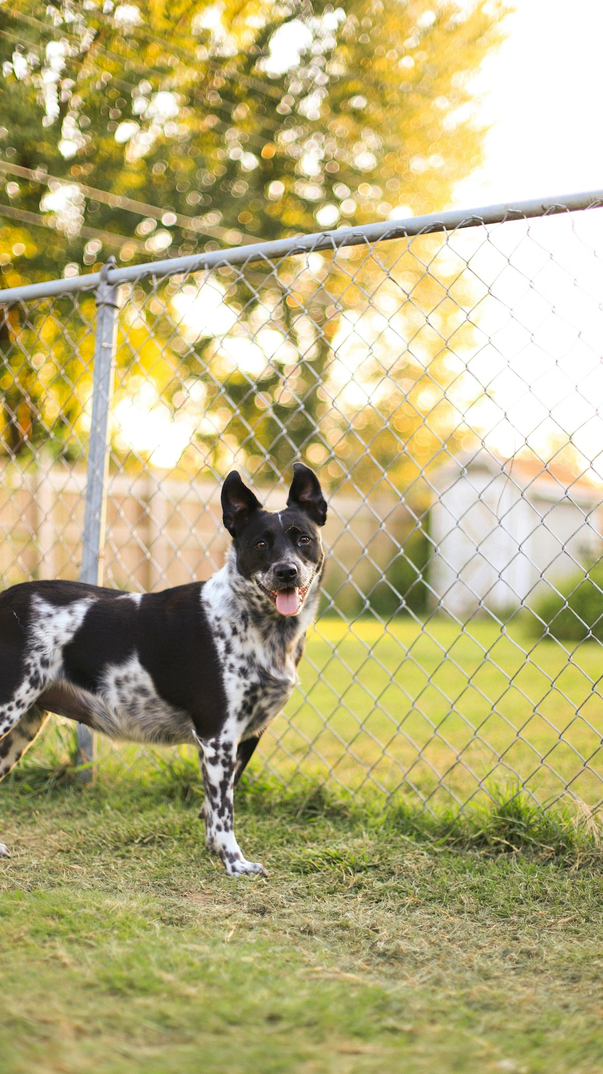 Dog standing near a yard boundary, illustrating the training process for boundary-based containment systems