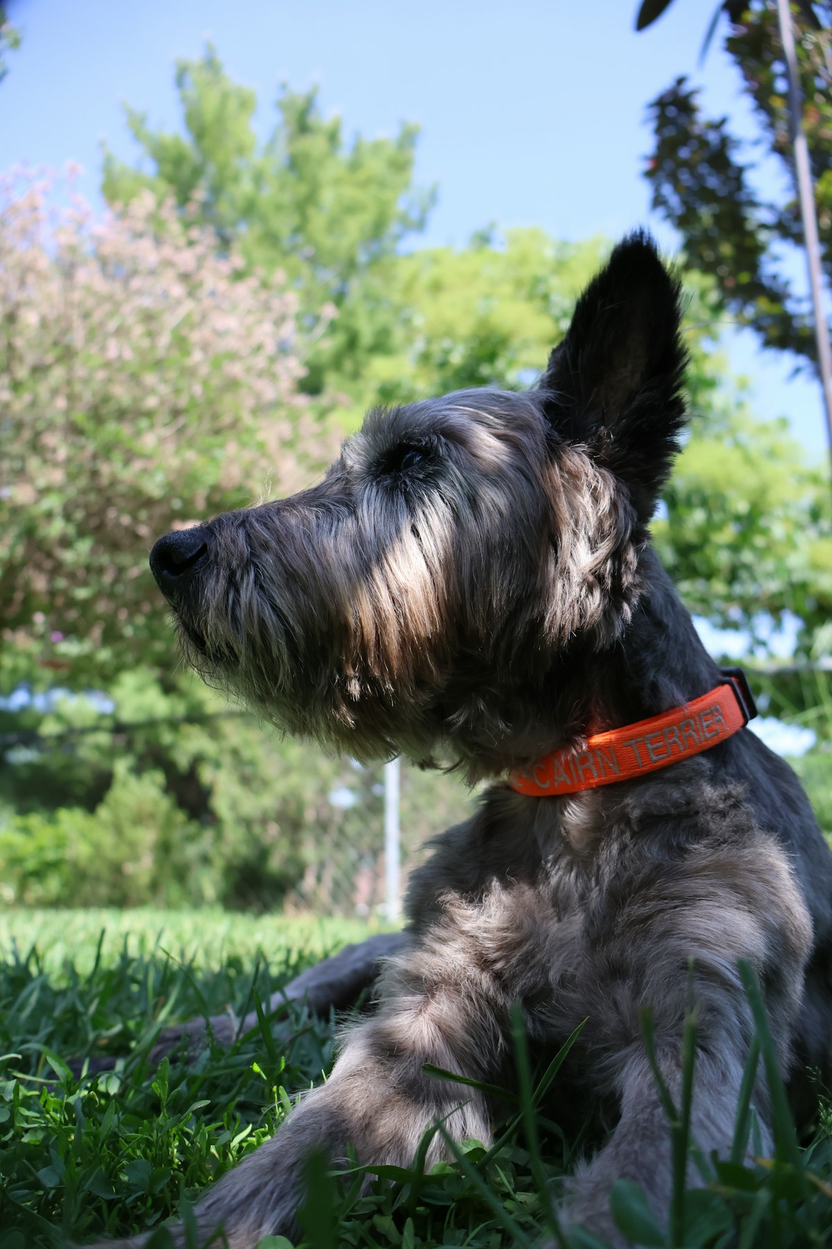 Dog wearing a collar outdoors — containment systems require a dedicated receiver collar in addition to or in place of a regular collar
